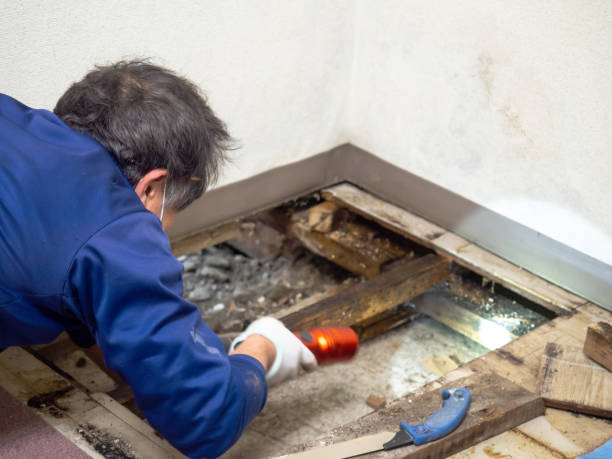 Best Insurance-Related Mold Remediation in Lambert, MS