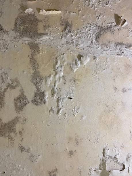 Best Crawl Space Mold Remediation in Lambert, MS