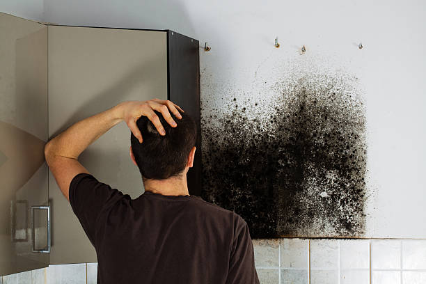 Best Black Mold Remediation in Lambert, MS