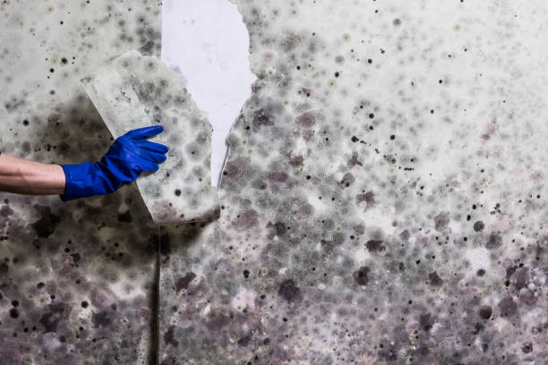 Best Basement Mold Remediation in Lambert, MS