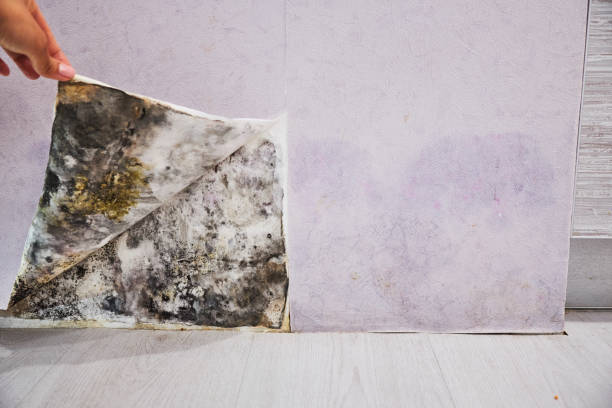 Reliable Lambert, MS Mold Remediation Solutions